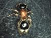 Smicromyrmini inconnu